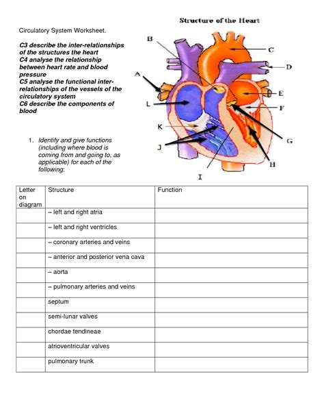 The Heart And Circulatory System Worksheet