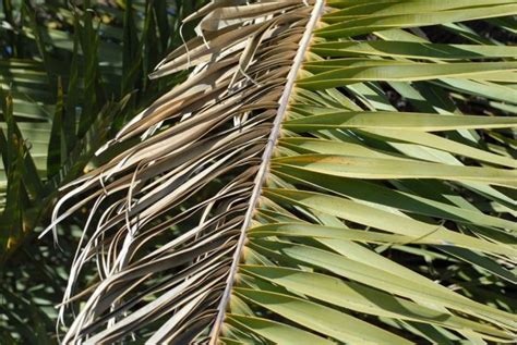 8 Palm Tree Diseases And How To Treat Them Rhythm Of The Home