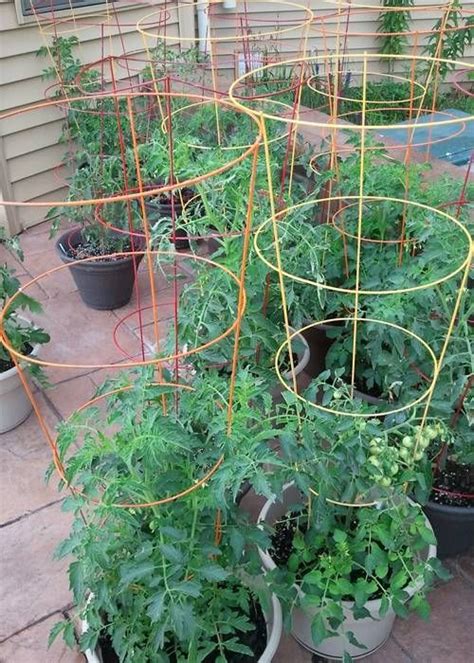 Tips For Growing Tomatoes Growing Vegetables Growing Plants Garden