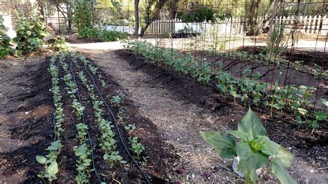 Crop Rotation For Vegetable Gardens — Southwest Victory Gardens