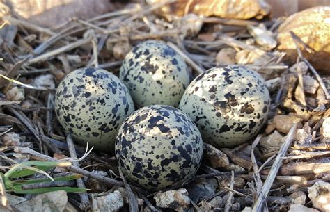 Identifying Bird Eggs Is Easy A Birds Delight