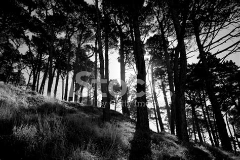 Black And White Forest Stock Photo Royalty Free Freeimages