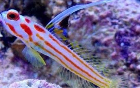 Whiteray Shrimp Goby Gobies Stonogobiops Sp Tank Facts