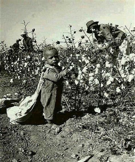 Daily Life For Black Children Picking Cotton I Played In Cotton