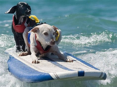 Verfügbare informationen über kalifornien amerika. Surfende Hunde in Kalifornien | Hundeschleifen, Hund und ...