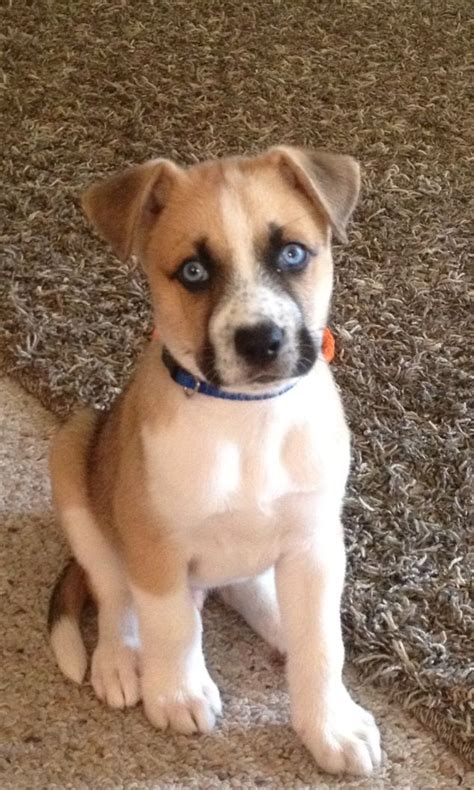 Boxer and husky mix is a hybrid dog, which attracts people not only with its appearance, but also with its character. We need a Boxer/Husky mix for the home! :) | Boxer husky mix, Cute dog mixes, Mixed breed puppies