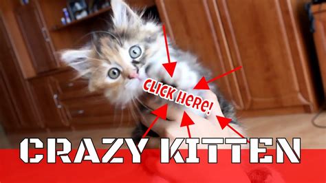 Crazy Kitten Cat Youtube