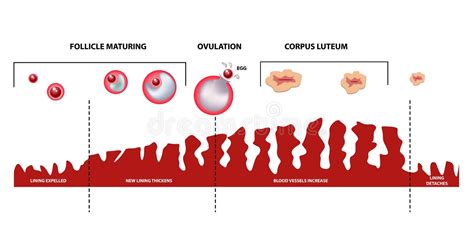 Diagramme Dovulation Cycle Menstruel Femelle Illustration De Vecteur