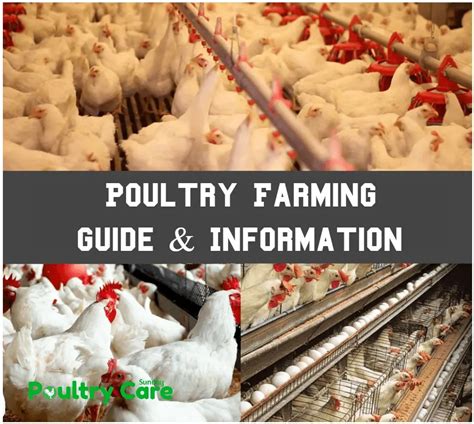 Poultry Farming Guide And Information Poultry Care Sunday