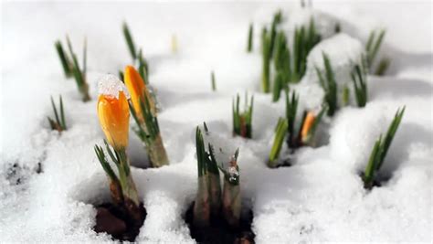 Spring Time Lapse Winter Snow Stock Footage Video 100