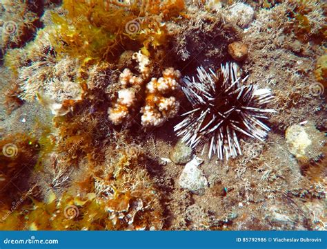 Sea Urchin And Coral Reefs In Aquarium Stock Photography