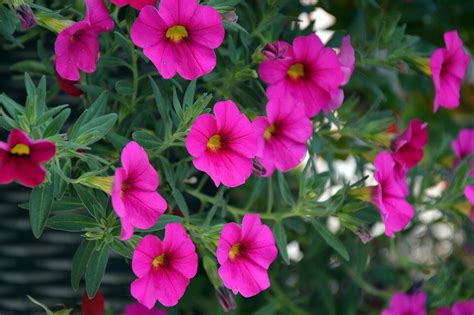 Petunia Guía de Plantación y Características