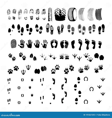 Big Collection Footprint Of Animals And People And Transport Trace