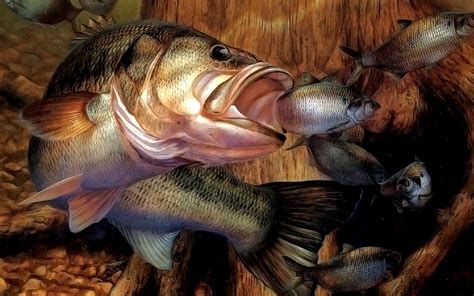 Bass Fish Wallpapers Wallpaper Cave