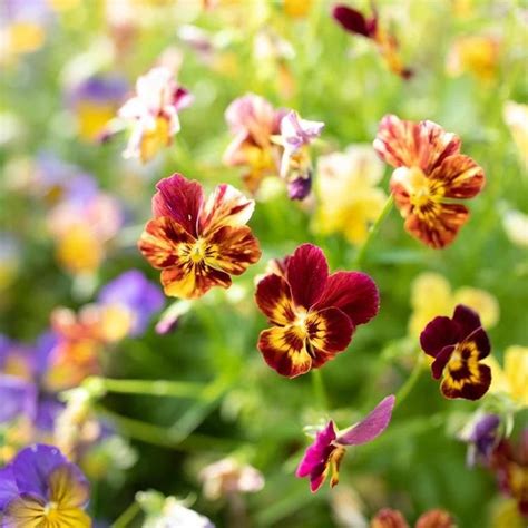 50 Viola Brush Strokes Seeds Etsy Pansies Flower Farm Flower Food