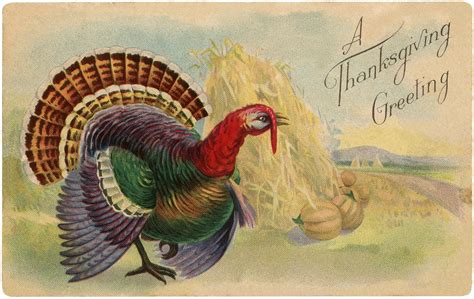 vintage thanksgiving turkey postcard colorful the graphics fairy