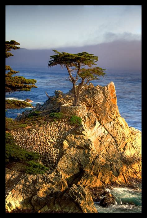 Lone Cypress Monterey Peninsula California Butterfly Town Usa A