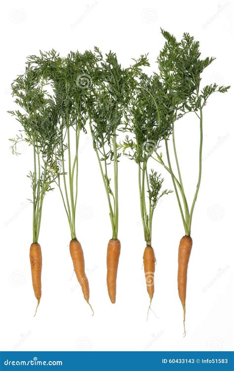 Carrots With Greenery On White Background Stock Image Image Of