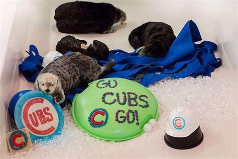 Chicago Cubs Fans Include Shedd Aquarium Otters