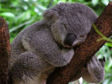 Angry Wet Koala Related Keywords And Suggestions Angry Wet Koala Long