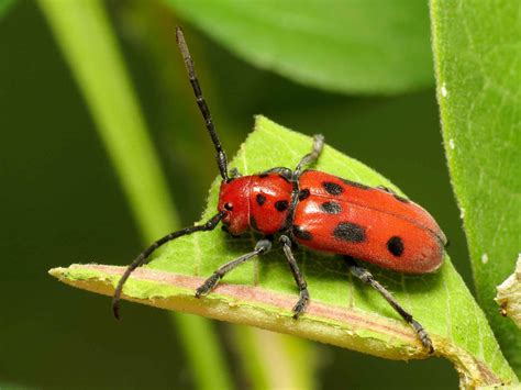 Milkweed Beetles Insects All Information About Healthy Recipes And