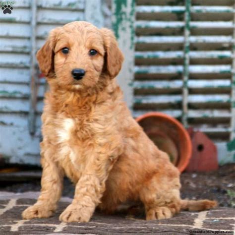 6% sales tax applies to all labradoodle puppies picked up in the state of south carolina. Mini Labradoodle Puppies For Sale | Labradoodle ...