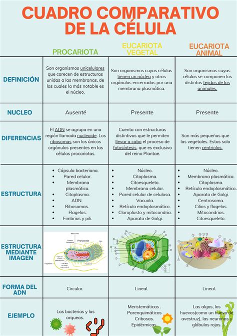 Cuadro Comparativo De La Célula Cuenta Con Estructuras Distintivas