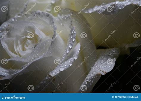 White Rose With Water Drops Stock Photo Image Of Drops Rose 107722270