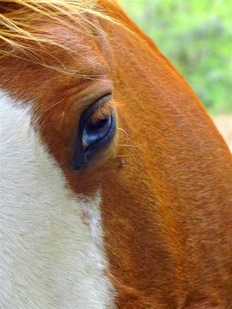 Blue Eye Of A Chestnut Horse Color Genetics