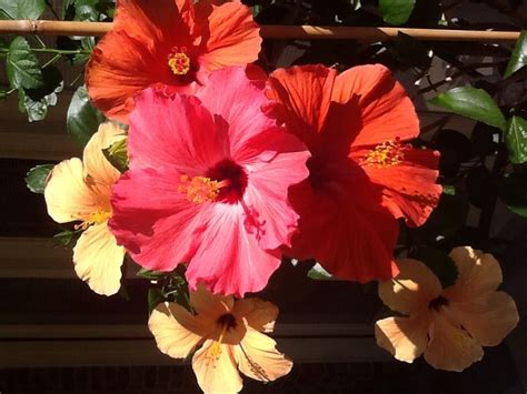 Very few have opened full size. Hibiscus blooms! | Bloom, Hibiscus, Plants