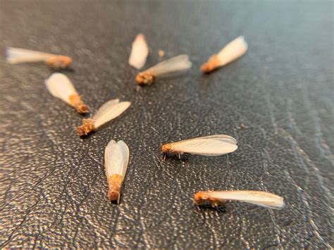 Drywood Termite Swarmers Drywood Termites Termite Swarmers Pest Control