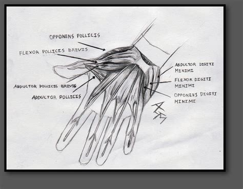 Hand Muscle Diagram By Nosolace On Deviantart
