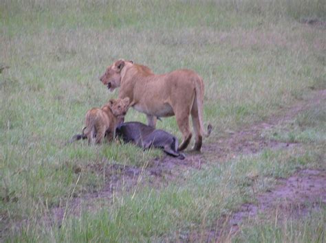 ママなんかいるよ！ マサイマラ国立公園 ケニア 2006年5月4日 ライオンの親子に出会った。