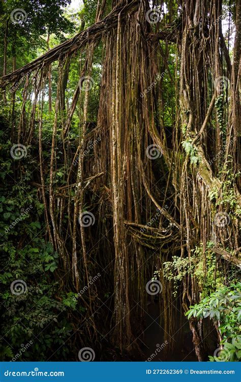 Tropical Rainforest Or Jungle With Trees And Lianas Stock Image Image