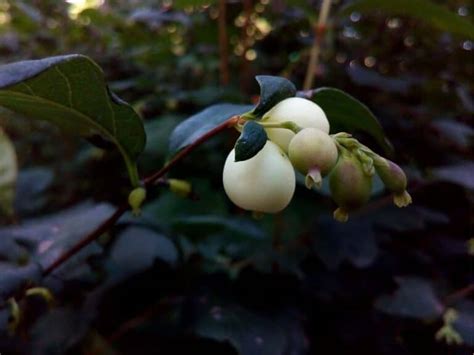 How To Grow And Care For Snowberry Plant Symphoricarpos Albus Florgeous