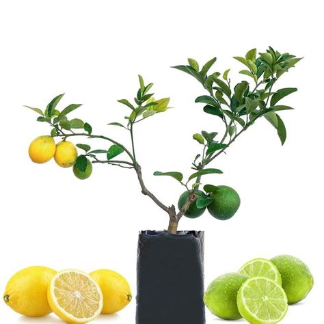 Lemon Lime Fruit Salad Trees Citrus Fruit Salad Fruit Salad Tree