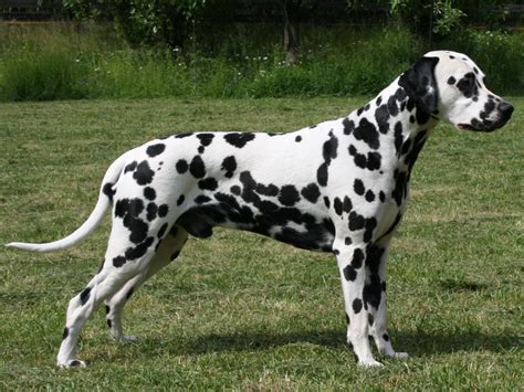 The Best Online Pets Info The Dalmatian