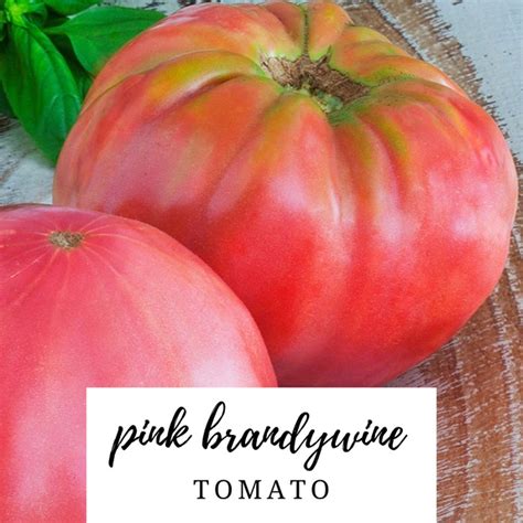 Brandywine Pink Tomato Heirloom Seed Packet — Trudys Hallmark