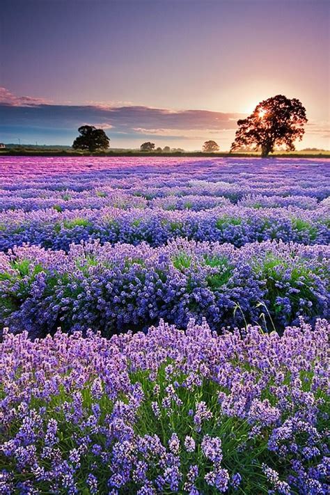 Lavender In Provence Iphone 4s Wallpapers Free Download
