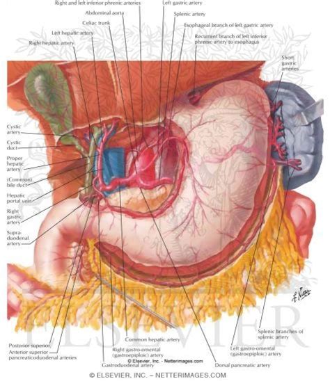 Ultimately, all systemic veins merge to form two major veins… the hepatic portal vein carries blood from the stomach, intestines, spleen, and pancreas to the liver instead of the inferior vena cava. Arteries of Stomach, Liver and Spleen Blood Supply of Stomach and Duodenum