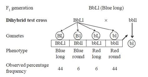 Monohybrid crosses can be calculated according to the following steps: Monohybrid And Dihybrid Crosses Worksheet Answer Key ...
