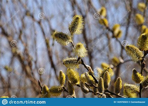 Male Catkins Of A Willow Tree With Pollen Stock Image Image Of Fluffy Catkin 142976503