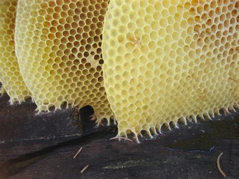 How Beeswax Is Made How Do Bees Make Beeswax Beekeepingspot