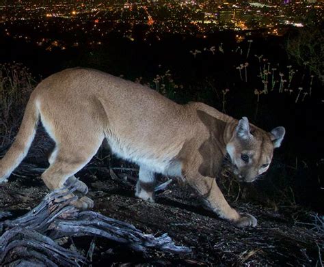 Trail Camera In La Captures Mountain Lion Above City Lights Petapixel