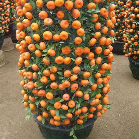We did not find results for: Mandarin Orange Dwarf Seeds Indoors Outdoors Fruit Tree ...