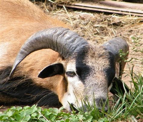 Free Images Wildlife Horn Pet Mammal Close Fauna Goats Animals