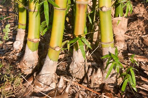 As long as the shoot is undamaged and alive, cuttings or divisions with roots can be transplanted into containers or other areas of the garden. How to Grow Bamboo From Cuttings - Garden.eco