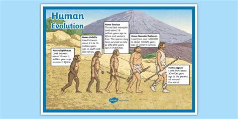 Human Evolution Display Poster Teacher Made