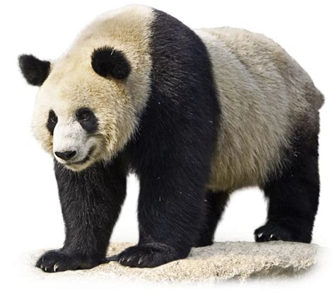 Giant Panda Zoo Tycoon Movie Wikia Fandom