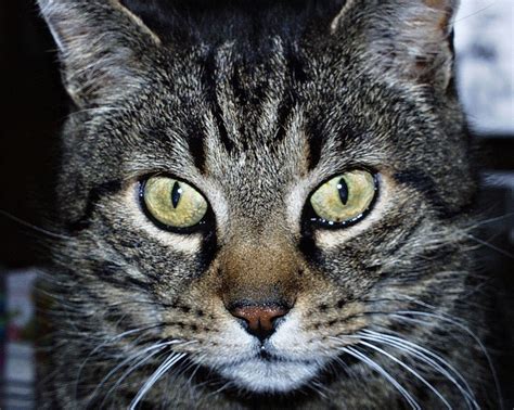 Gato Animales La Cabeza · Foto Gratis En Pixabay